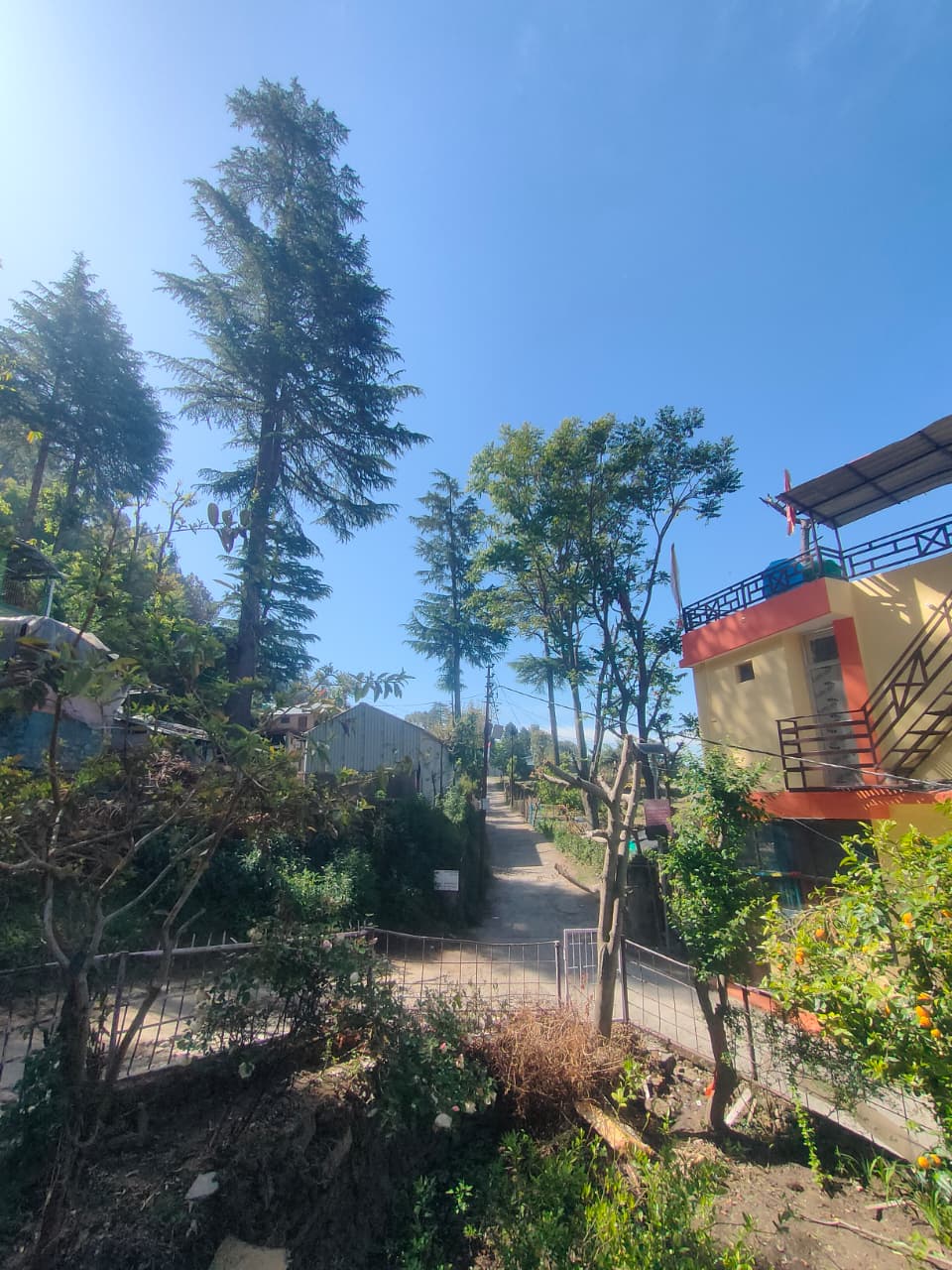 Garden pathway to Malti Home Stay surrounded by tall pine trees